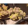 Cap Junky, Фасовка: 3+1, изображение 3